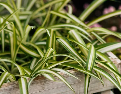 Miniatura: Ta roślina „zjada” zapachy z kuchni. Mało...