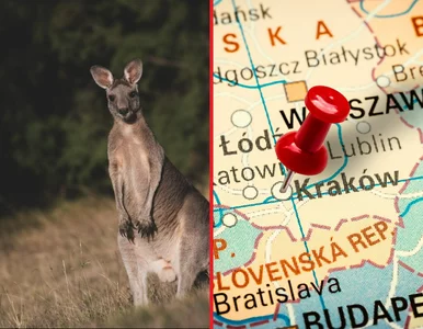 Miniatura: Kangur na gigancie. Niespodziewany gość...