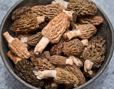 Miniatura: Tymi grzybami wypełnisz koszyki aż po...