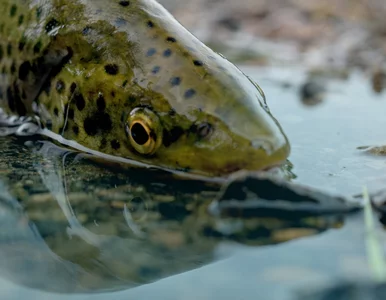 Miniatura: Olbrzymia ryba na granicy wyginięcia....