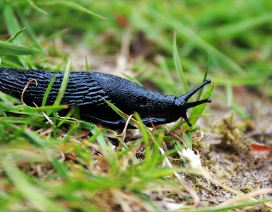 Miniatura: Rozkrój ten owoc i połóż w ogrodzie....