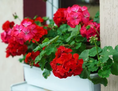 Miniatura: Zrób to zimą tylko raz. Wiosną pelargonia...