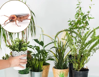 Miniatura: Karaluchy w doniczkach? Te kwiaty domowe...