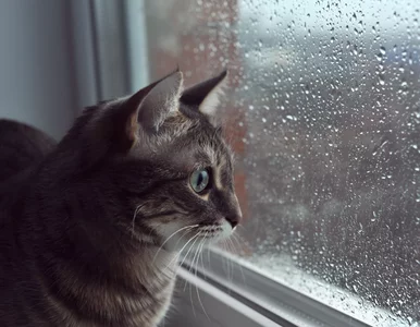 Miniatura: Kot lepszy niż prognoza pogody?...