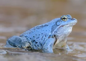 Miniatura: QUIZ językowy dla bystrzaków. Zdobędziesz...