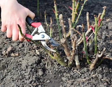 Miniatura: Zastosuj złotą zasadę, przytnij róże w tym...