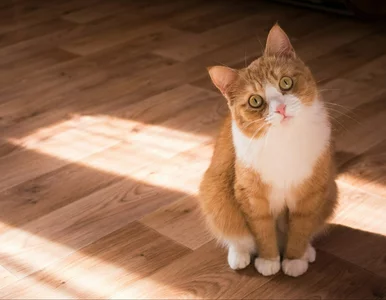 Miniatura: Dlaczego kot mruczy? To nie tylko objaw...