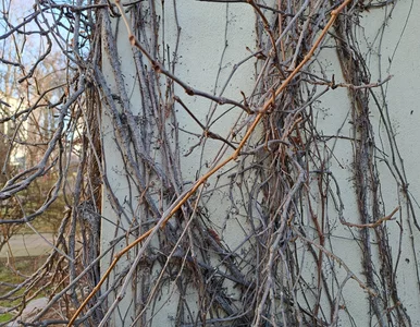 Miniatura: Kiedy i jak ciąć winorośl zimą? Ten termin...