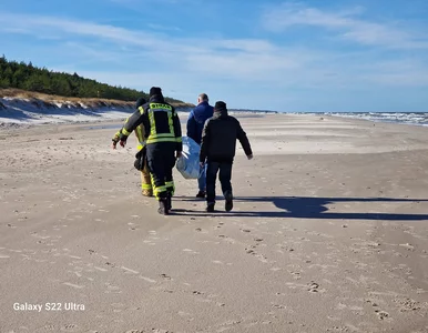 Miniatura: Zwłoki na plaży w Łebie. „Zabezpieczyliśmy...