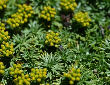 Miniatura: Posiej zamiast trawnika, a sobie podziękujesz