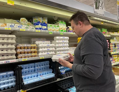 Miniatura: Popularne jajka skażone groźną bakterią....