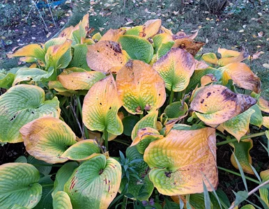 Miniatura: Nie zostawiaj funkii na pastwę losu –...