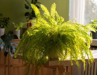 Miniatura: Zaparz, wystudź i podlej. Paprotka odżyje...