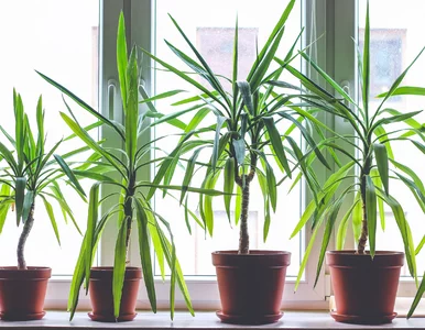 Miniatura: Dracena traci blask? Zastosuj tę odżywkę,...