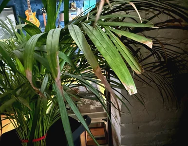 Miniatura: Końcówki liści usychają jedna po drugiej?...