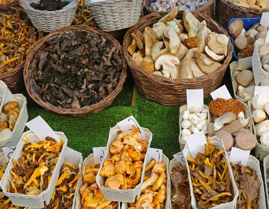 Miniatura: Wrześniowe grzyby już biją rekordy cenowe....