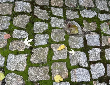Miniatura: Sąsiedzi myją kostkę chemią, a ja robię to...