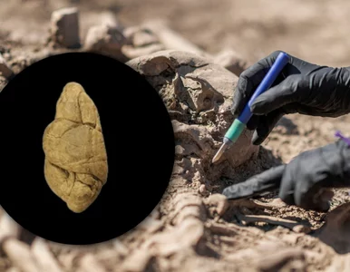 Miniatura: Pradawne „gumy do żucia” pod lupą...