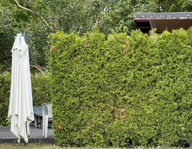 Miniatura: Masz tuje w ogrodzie? Sprawdź, które...