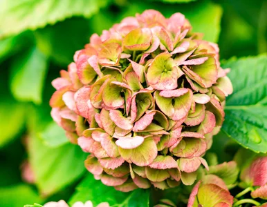 Miniatura: Nie przycinaj hortensji przed zimą, dopóki...