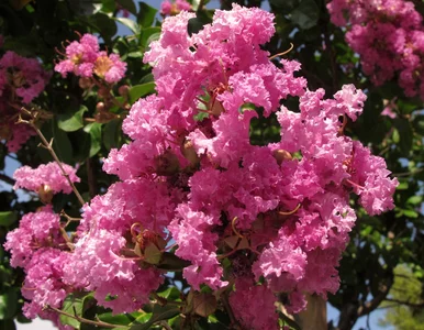 Miniatura: Polacy porzucają hortensje. Ten krzew...