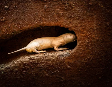 Miniatura: Te zwierzęta żyją nawet 10 razy dłużej....