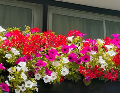 Miniatura: Rozkrusz, wymieszaj i wlej pod pelargonie....