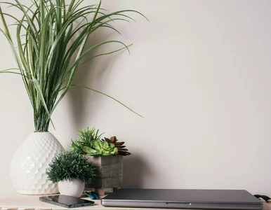 Miniatura: Quiz ortograficzny z nazwami zwierząt. Od...