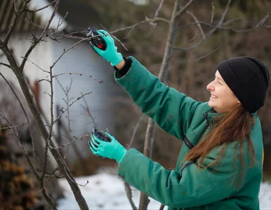 Miniatura: Mają czas do końca lutego. Tych 8 roślin...