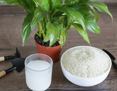 Miniatura: Ten koreański trik z ryżu odmienił moje...