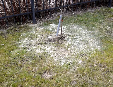 Miniatura: Rozsyp na trawniku w lutym. Wiosną będzie...