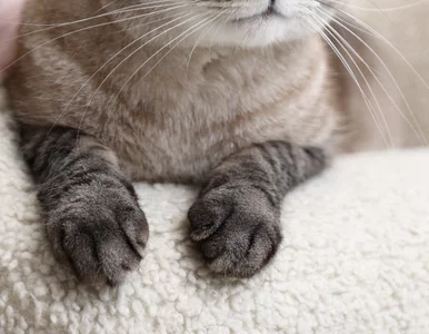 Miniatura: Zapisała się w Księdze Rekordów Guinnessa....