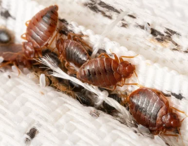 Miniatura: Szokująca sytuacja w urzędzie. Insekty...