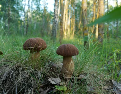 Miniatura: Grzybiarze spierają się o to od lat....