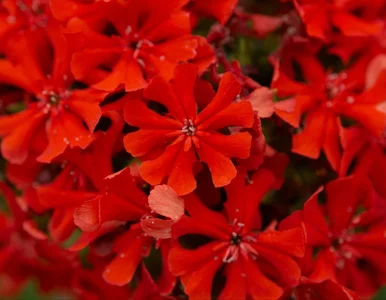 Miniatura: W czasach PRL-u była królową rabat....