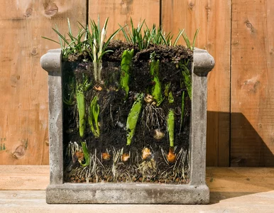 Miniatura: Trzymałaś donicę w garażu? To ostatni...