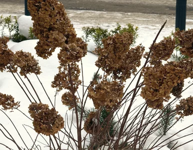 Miniatura: Przytnij hortensję bukietową w tym...