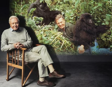 Miniatura: Sir David Attenborough obchodzi 100...