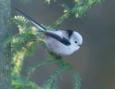 Miniatura: Jest maleńki i tworzy arcydzieła z piór....