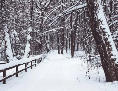 Miniatura: Zima 2025/2026 zaskoczy? „Nie widziałem w...