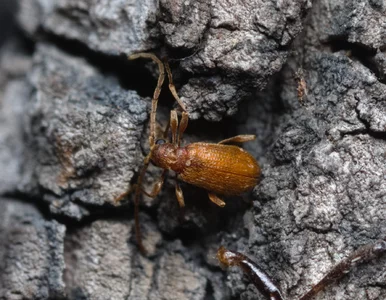 Miniatura: Zjadają drewno, książki i izolację. Ten...