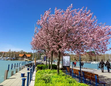 Miniatura: Do tego kraju przyciągają wspomnienia....