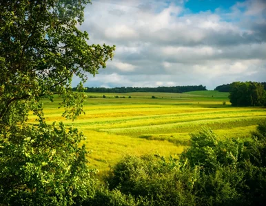 Miniatura: Żona kazała mu wyjść z domu. Senior wrócił...