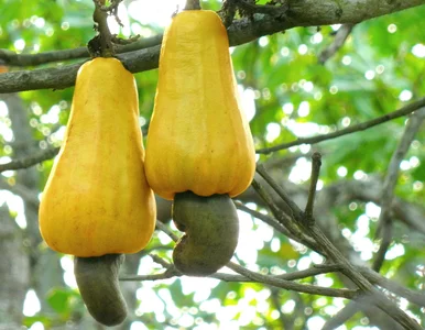 Miniatura: To ulubiona przekąska Polaków. W surowej...