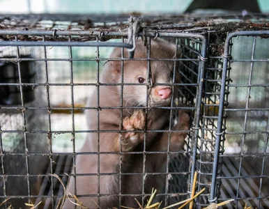 Miniatura: Koniec z hodowlą zwierząt na futra....