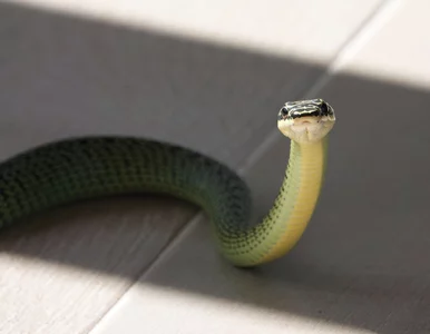 Miniatura: Węże wdarły się do szpitali. Lekarze...