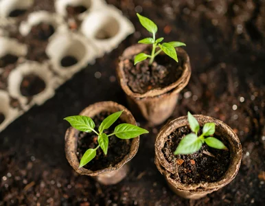 Miniatura: Jeśli nie posiejesz teraz, nie zdąży...