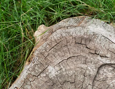 Miniatura: Posyp tym pień. Zniknie bez śladu