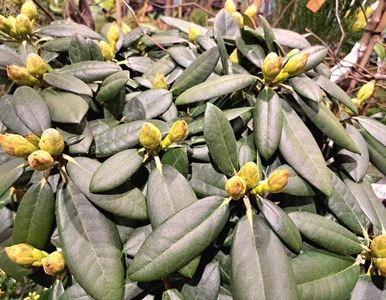 Miniatura: Zadbaj o rododendrony już w lutym. Wiosną...