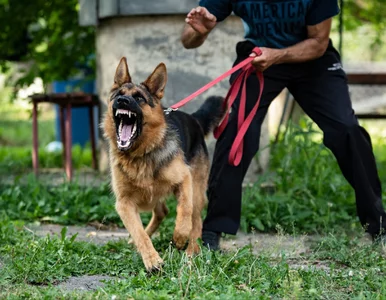Miniatura: To tutaj psy najczęściej atakują....